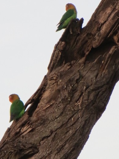 Entering into Serengeti National Park ... while we were waiting in the car for Joseph to check us in and pay the fees, we observed 2 lovebirds on the tree beside the car.