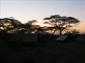 My first Serengeti Sunset!: by my_year_of_yes, Views[129]