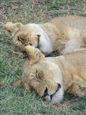 by my_year_of_yes, Views[113]