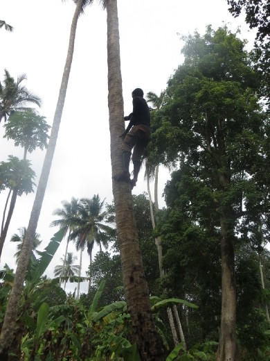 Climbing to pick me a fresh coconut!