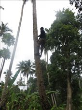 Climbing to pick me a fresh coconut!: by my_year_of_yes, Views[335]