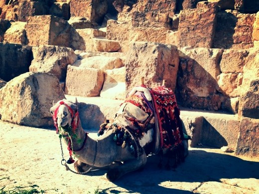 A camel waiting at the base of the Great Pyramid to give someone a ride!
