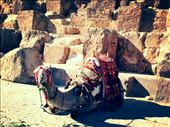 A camel waiting at the base of the Great Pyramid to give someone a ride!: by my_year_of_yes, Views[392]