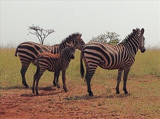 Who doesn't love zebras? Their stripes are mesmerizing!