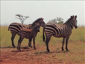 Who doesn't love zebras? Their stripes are mesmerizing!: by my_year_of_yes, Views[241]