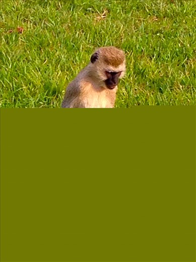 My one armed monkey friend at the Akagera lodge.