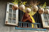 Inquisitive monk: by myanmar, Views[277]