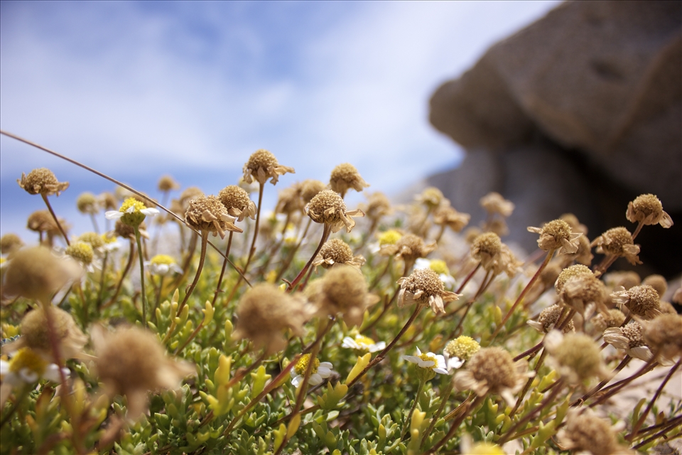 Just some minute later, I saw a mountain not so far from me on the right side of the beach. I rushed there and on my way these little burned daises inspired me.