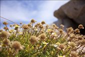 Just some minute later, I saw a mountain not so far from me on the right side of the beach. I rushed there and on my way these little burned daises inspired me.: by myeverything, Views[219]