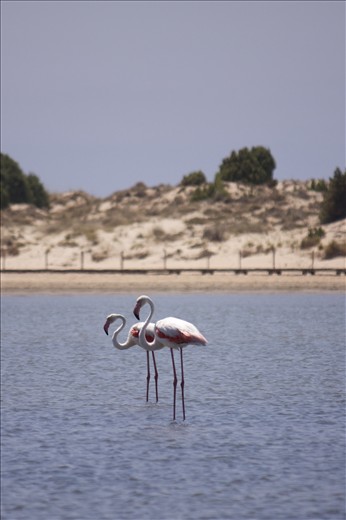 When I arrived in Sardinia for the first time, the first thing that impressed me were pink flamingos. I thought I could not lose that shot.
