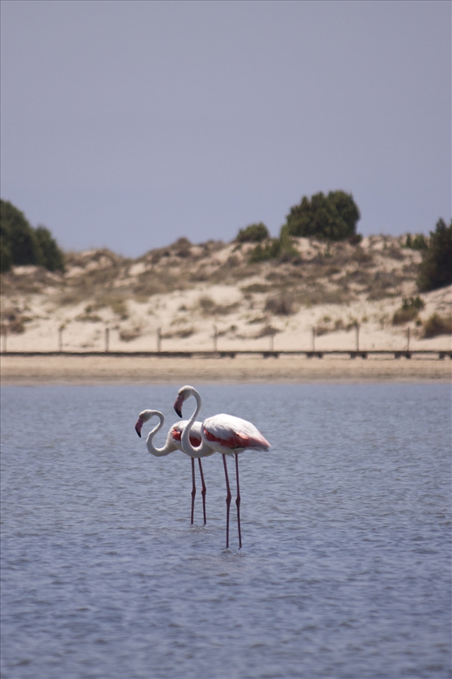 When I arrived in Sardinia for the first time, the first thing that impressed me were pink flamingos. I thought I could not lose that shot.