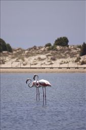 When I arrived in Sardinia for the first time, the first thing that impressed me were pink flamingos. I thought I could not lose that shot.: by myeverything, Views[352]