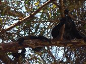 A beatiful monkey with her baby. In Puntarenas,C.R.: by mypassion, Views[329]