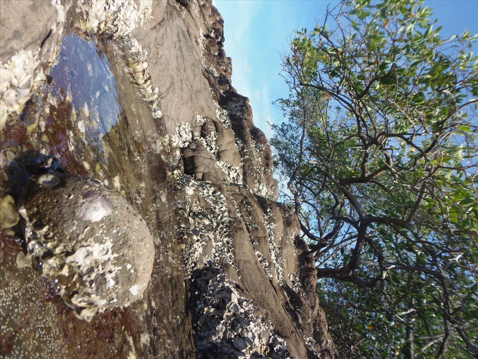 There was low tide and the corals could be seen.