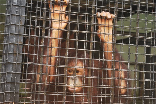 Agony. The orang-utan was locked up because it apparently misbehaved