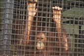 Agony. The orang-utan was locked up because it apparently misbehaved: by myrawther, Views[241]