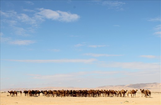 Hundreds of competing camels waiting to be judged at the Camel Beauty Contest in the Palmyra desert.