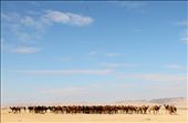 Hundreds of competing camels waiting to be judged at the Camel Beauty Contest in the Palmyra desert.: by mysakh, Views[602]