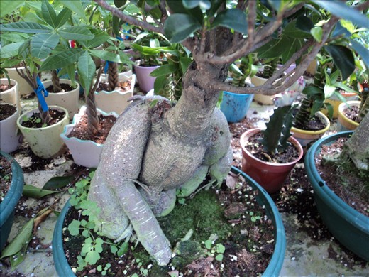 captured at higland plant nursery, looks like human waking up