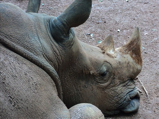 captured at zoo, malaysia