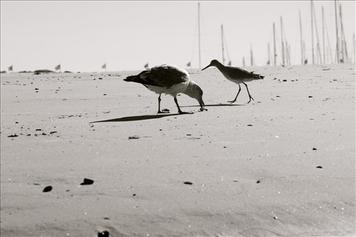 Two birds scrounging on the beach