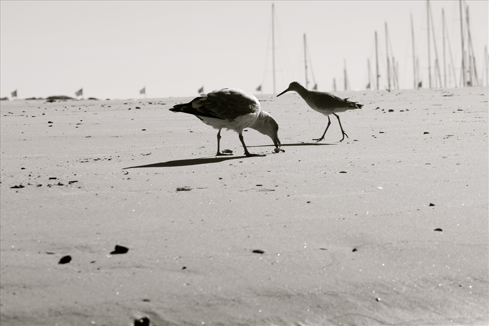 Two birds scrounging on the beach