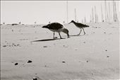 Two birds scrounging on the beach: by myth, Views[239]