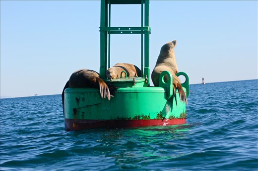 Sea lions sunbathing on a buoy. 