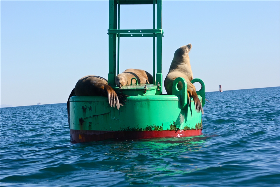 Sea lions sunbathing on a buoy. 