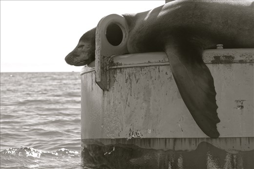 Sea lion soaking up the sun