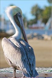 Pelican: by myth, Views[259]