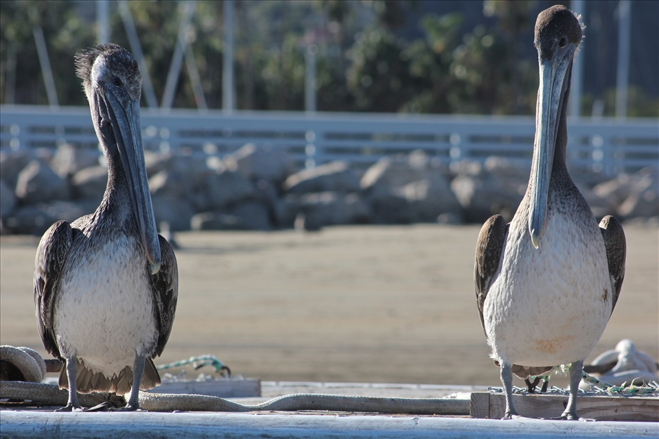 Two pelican's watching