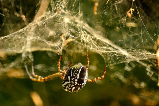 Rainforest spider