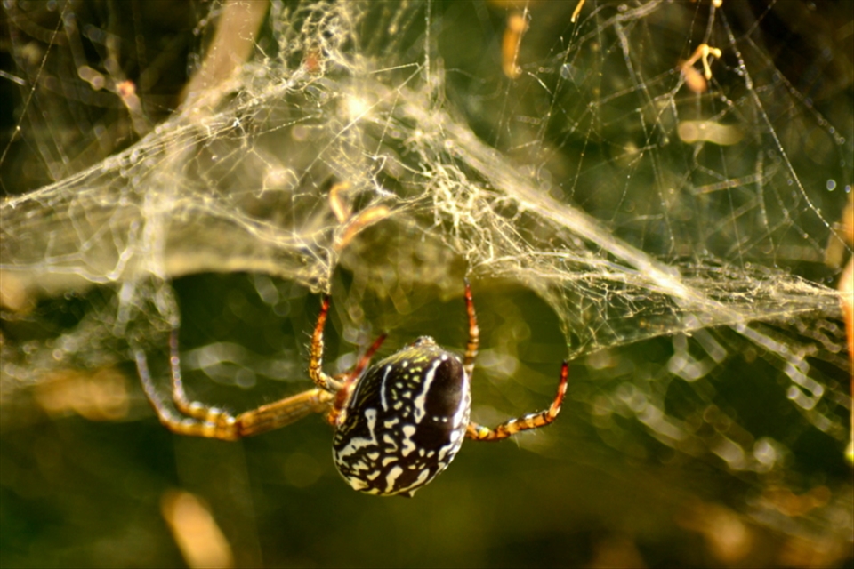 Rainforest spider