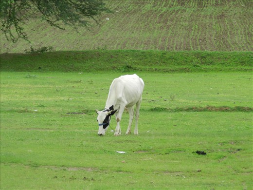 after summer a Cow is enjoying Green grace