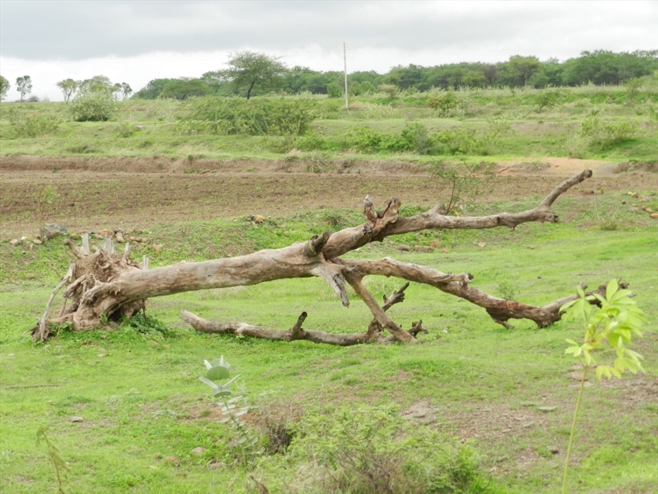 after a heavy wind the tree is broken