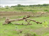 after a heavy wind the tree is broken: by n_00gage, Views[474]