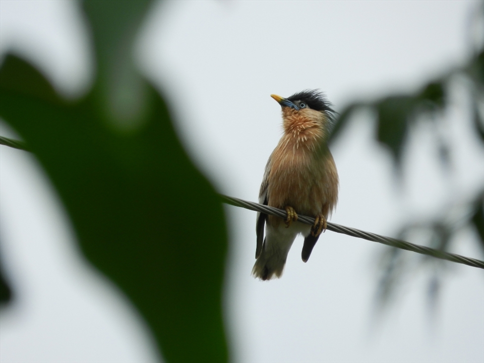 a bird is relaxing after rain