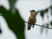 a bird is relaxing after rain: by n_00gage, Views[304]