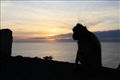 A local monkey watches the sunset from the edge of a cliff in an ancient buddhist temple in Bali, Indonesia.: by nachobustos, Views[944]