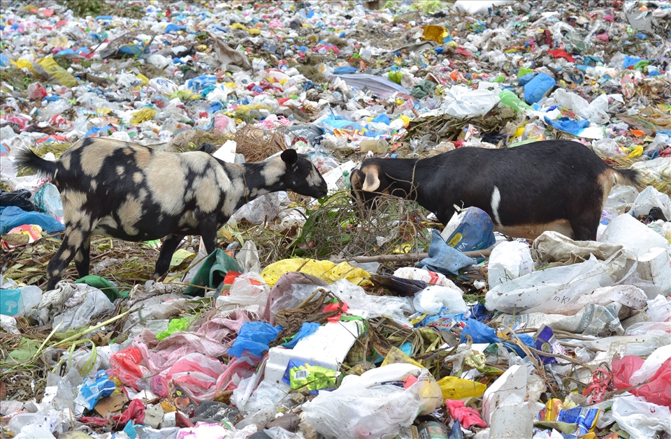 Surprisingly, animals also benefit from the dump site. Both of the two goats are pregnant and they’re looking for food in the dump site. According to the one who herd them, after giving birth, they’re going to sell the kids in the dirty market. How would you imagine eating their meat?