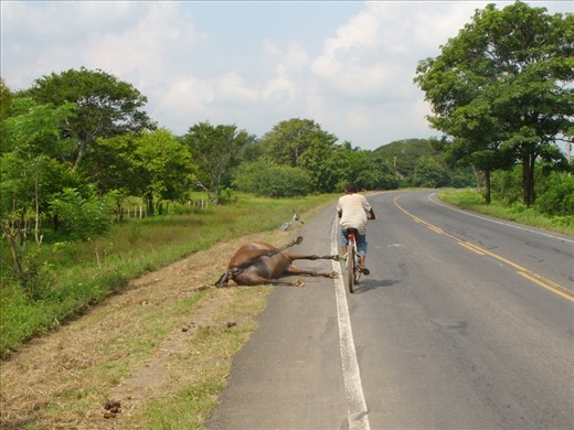 A horse hit from the previous night along a Nicaraguan highway