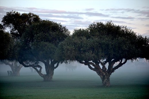 A misty morning in  Perth, Western Australia as seen through the Paper Barks