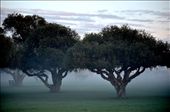 A misty morning in  Perth, Western Australia as seen through the Paper Barks: by nans, Views[241]