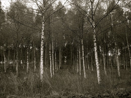 Outside Villafranca, Spain: On el Camino, you start to see paths everywhere. 