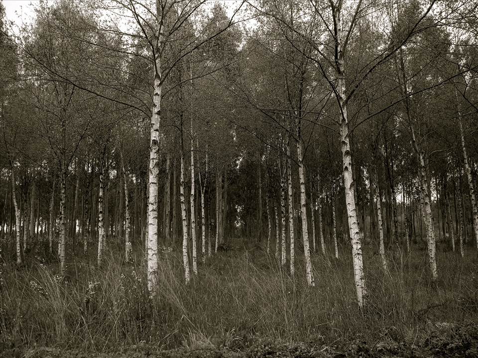 Outside Villafranca, Spain: On el Camino, you start to see paths everywhere. 