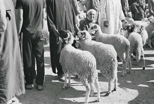 The Muslim holiday Eid al-Adha is the most important event of the year in Morocco. The holiday, observed by sacrificing a ram, celebrates the story of Abraham whose commitment to his faith leads him to sacrifice a ram instead of his son Ishmael.  In the small town market of Boujaad men shop for “howli” (Moroccan dialect for “ram”), looking for the most impressive set of horns. 