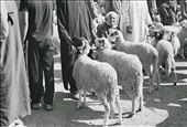 The Muslim holiday Eid al-Adha is the most important event of the year in Morocco. The holiday, observed by sacrificing a ram, celebrates the story of Abraham whose commitment to his faith leads him to sacrifice a ram instead of his son Ishmael.  In the small town market of Boujaad men shop for “howli” (Moroccan dialect for “ram”), looking for the most impressive set of horns. : by naomidann, Views[993]