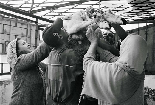 The sacrifice occurred on the terrace of our house in Rabat, just as the rain clouds broke and the sun emerged.  Here, my host mother and sister Khadija help the butchers hang up the body before disembowelment.