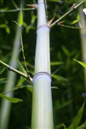 Bamboo forest near my house: by nat-georgia, Views[195]